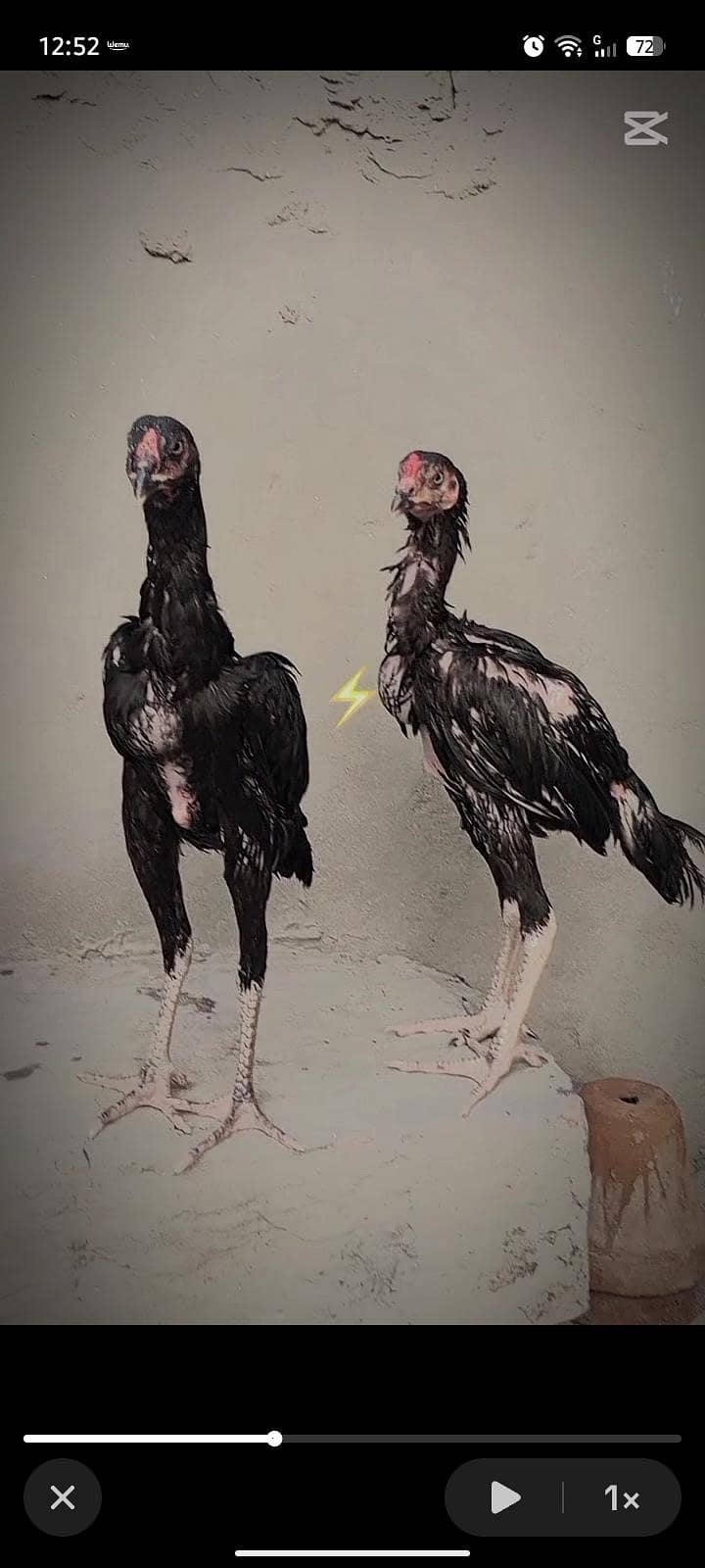 aseel chicks 1