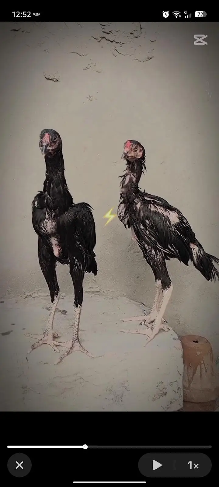 aseel chicks — photo 2