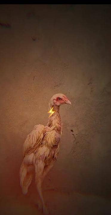 aseel chicks 2