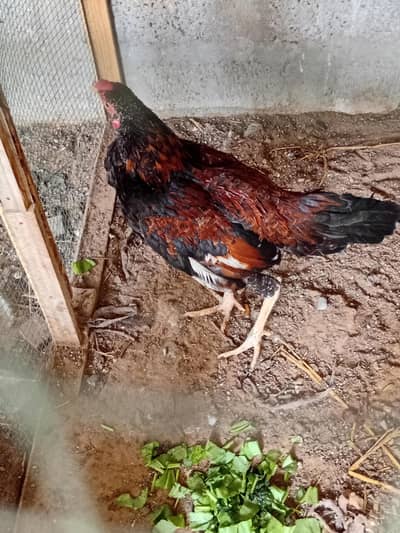 Aseel chicken for sale