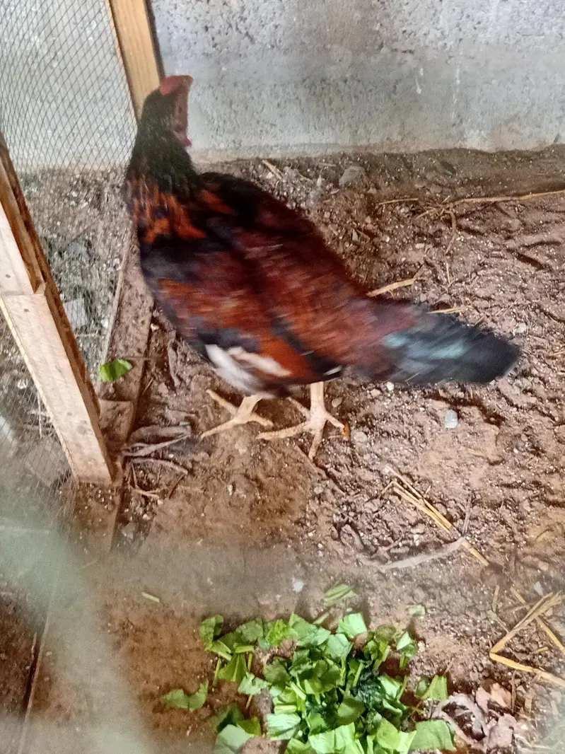 Aseel chicken for sale — photo 2