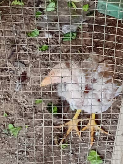 Aseel chicken for sale