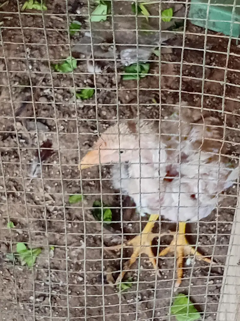 Aseel chicken for sale — photo 3