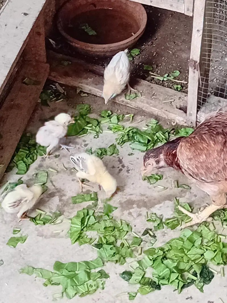 Aseel chicken for sale — photo 4