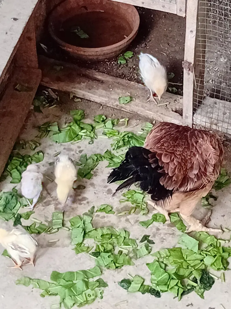 Aseel chicken for sale — photo 5