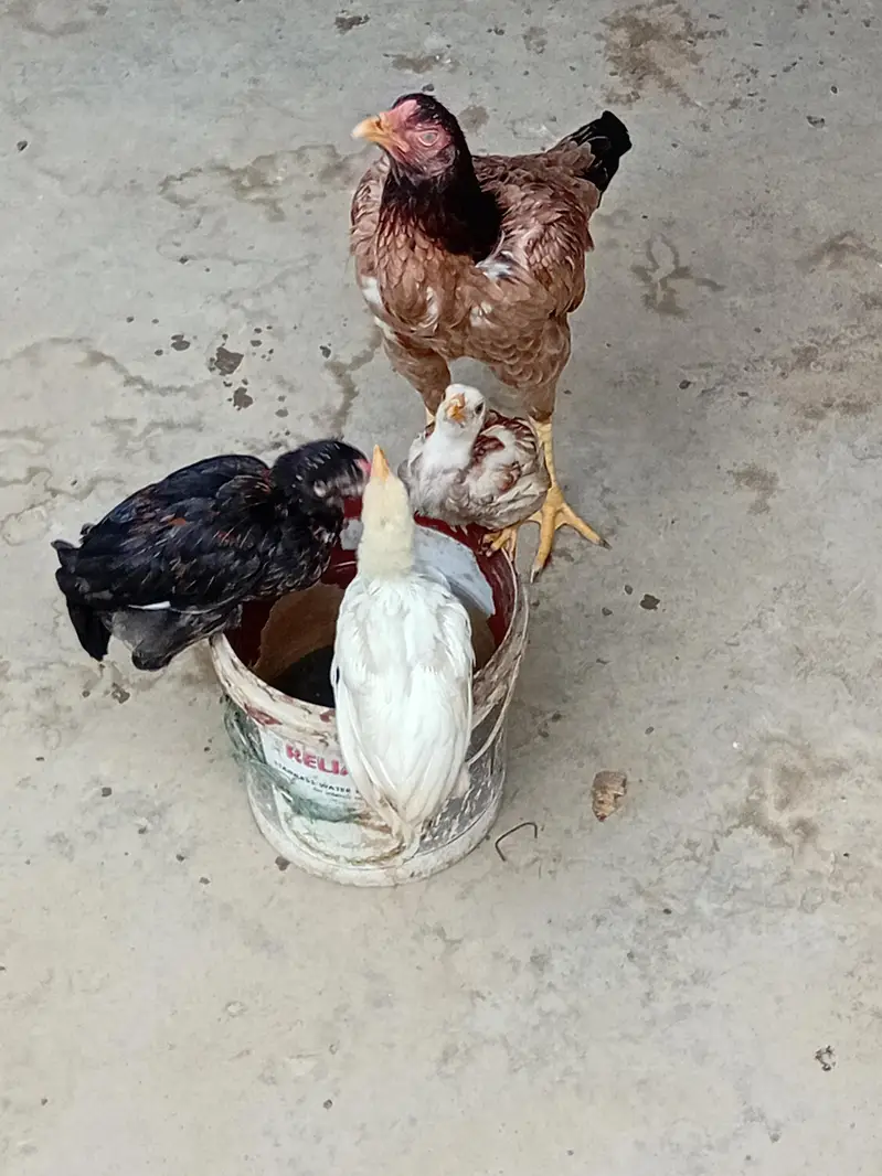 Aseel chicken for sale — photo 6