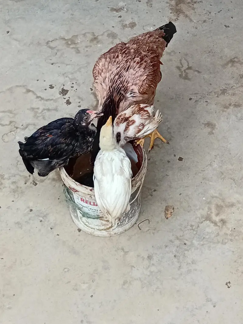 Aseel chicken for sale — photo 7