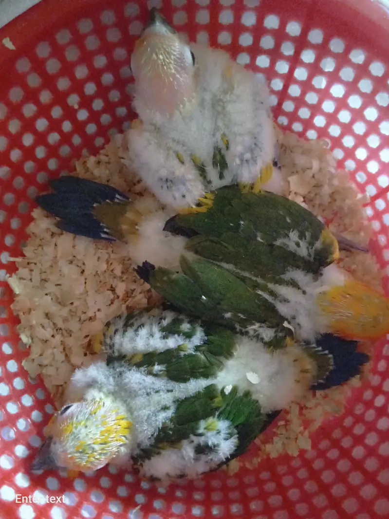 Suncnore 3 piece for sale — photo 4