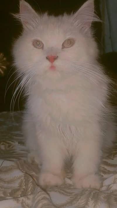 Healthy Big Cat for Sale - 1 Year Old (Very Friendly)