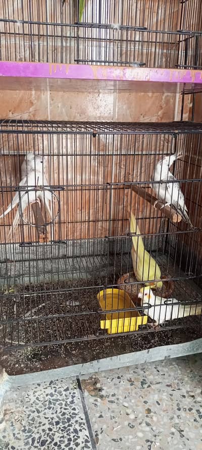 3 breader pair  1 Eno male