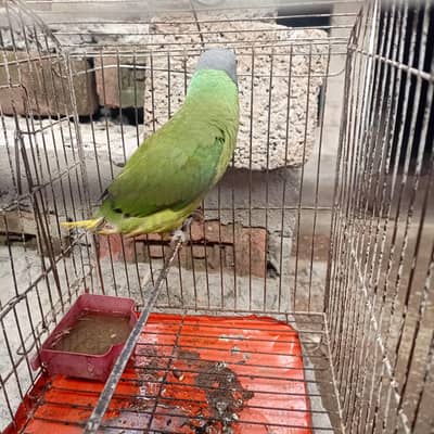 Nepalian Green parrot 