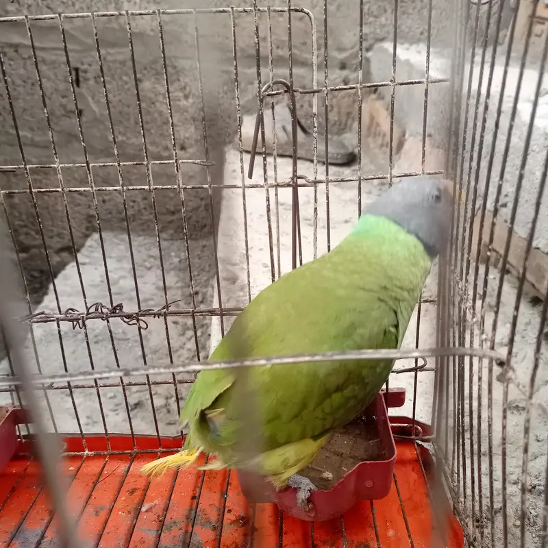 Nepalian Green parrot  — photo 2