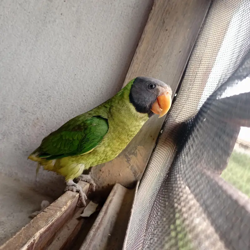 Nepalian Green parrot  — photo 3