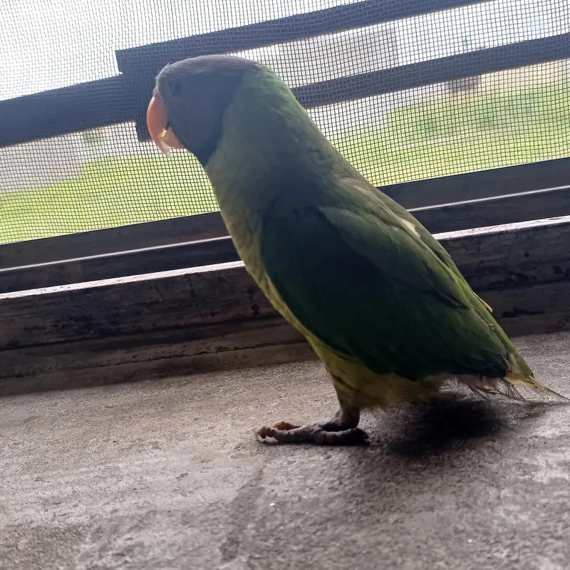 Nepalian Green parrot  — photo 4