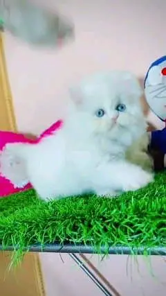 Persian cat for sale male or female my WhatsApp number3093105682 — photo 2
