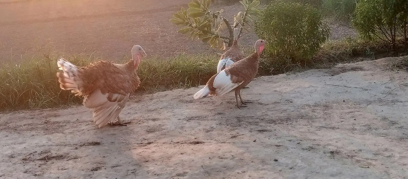 Tarkey Female