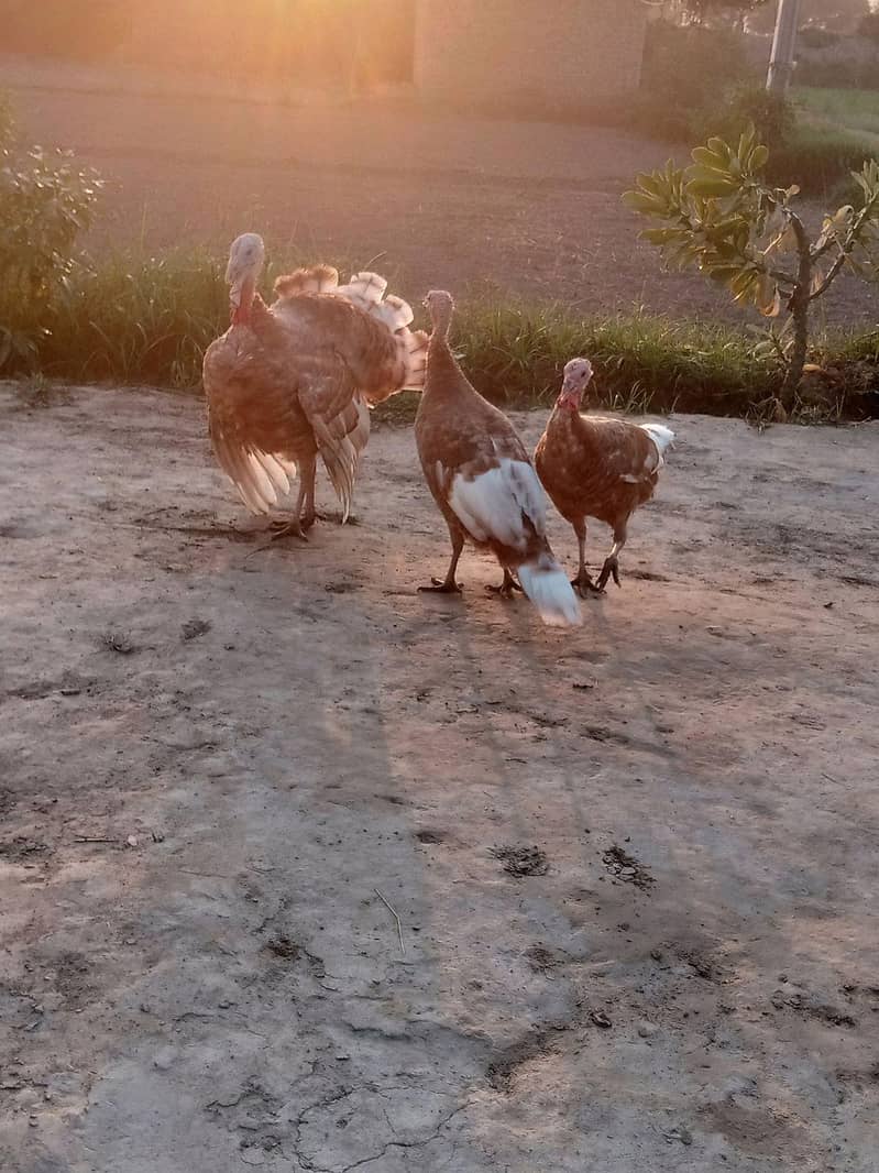 Tarkey Female 1