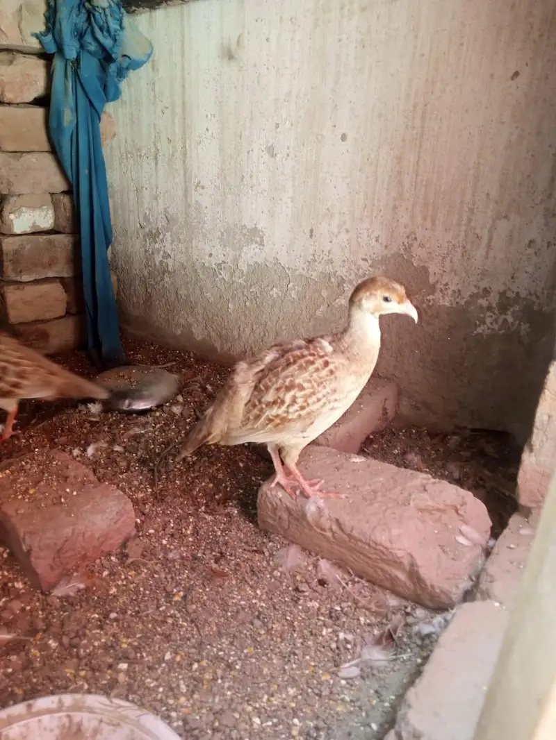 Dakhni teetar