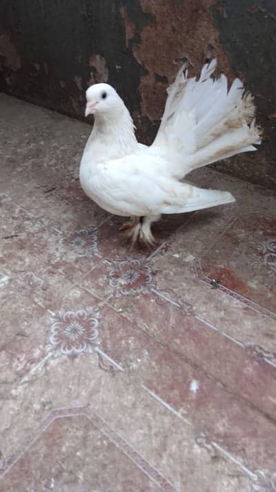 English fantail laka pair