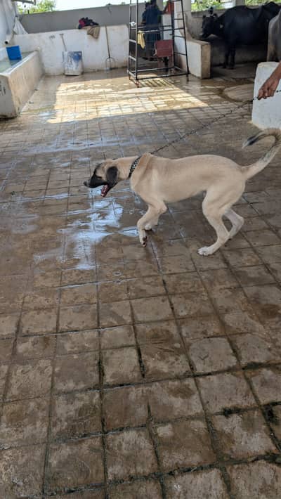 Turkish Kangal & Antolian Shepherd Cross 6 Months Male Puppy