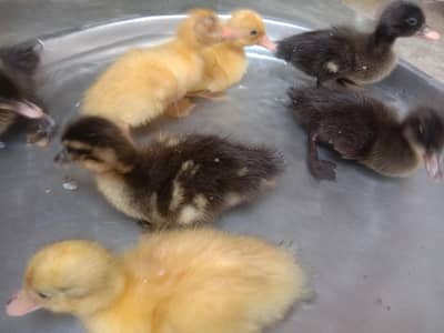 Duckling Pair or Single
