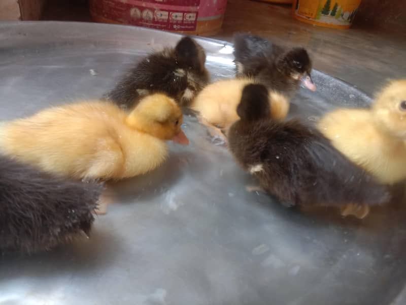 Duckling Pair or Single 1