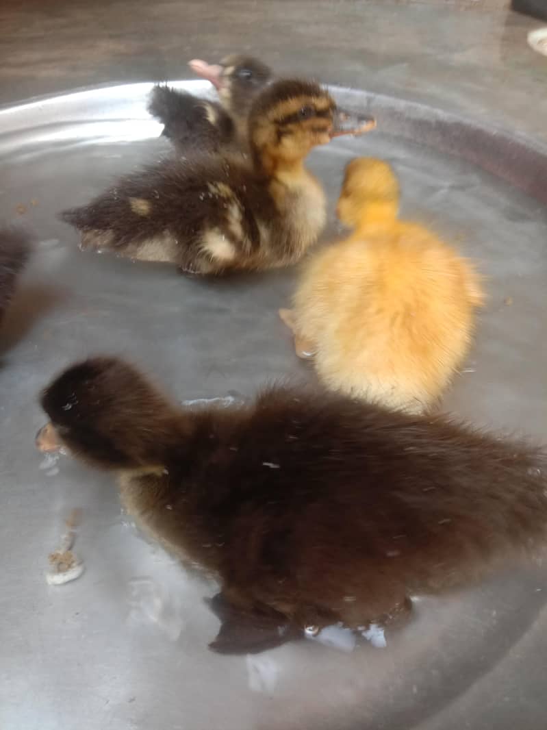 Duckling Pair or Single 2