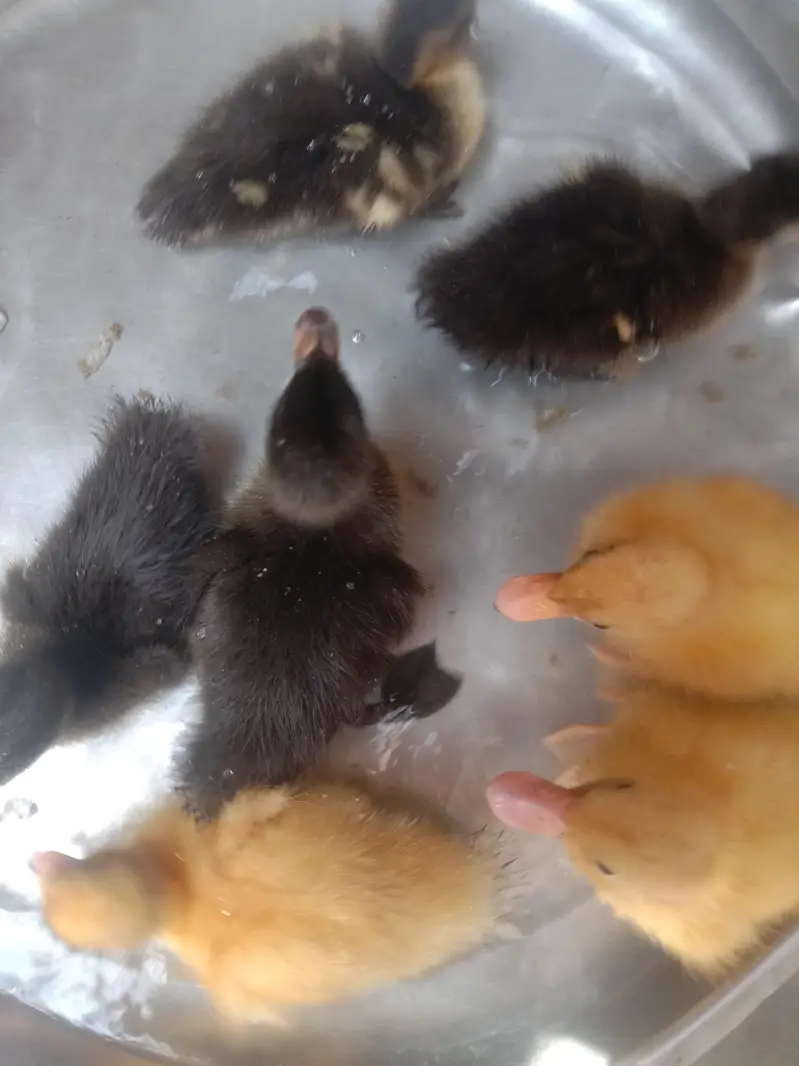 Duckling Pair or Single — photo 4