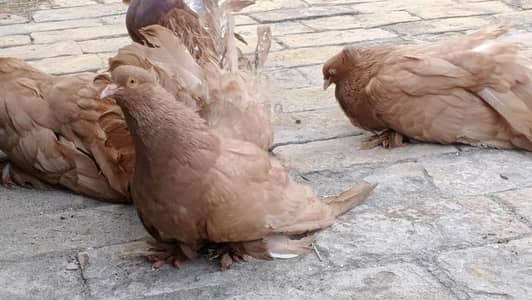 American Brown Fantail pigeon