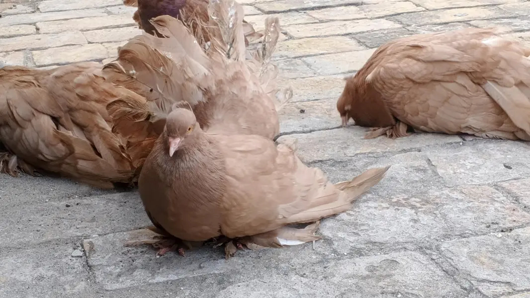 American Brown Fantail pigeon — photo 3