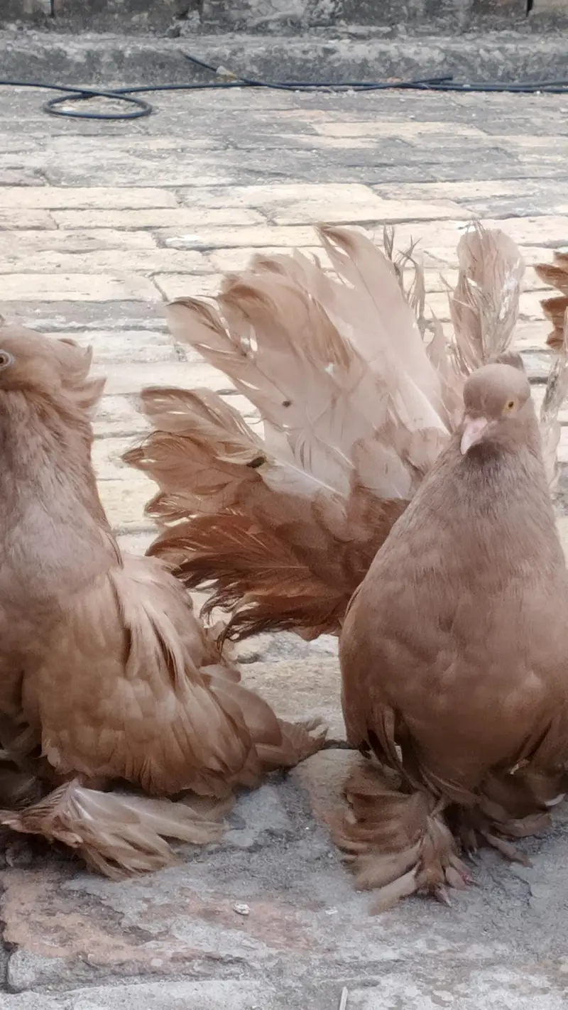 American Brown Fantail pigeon — photo 4