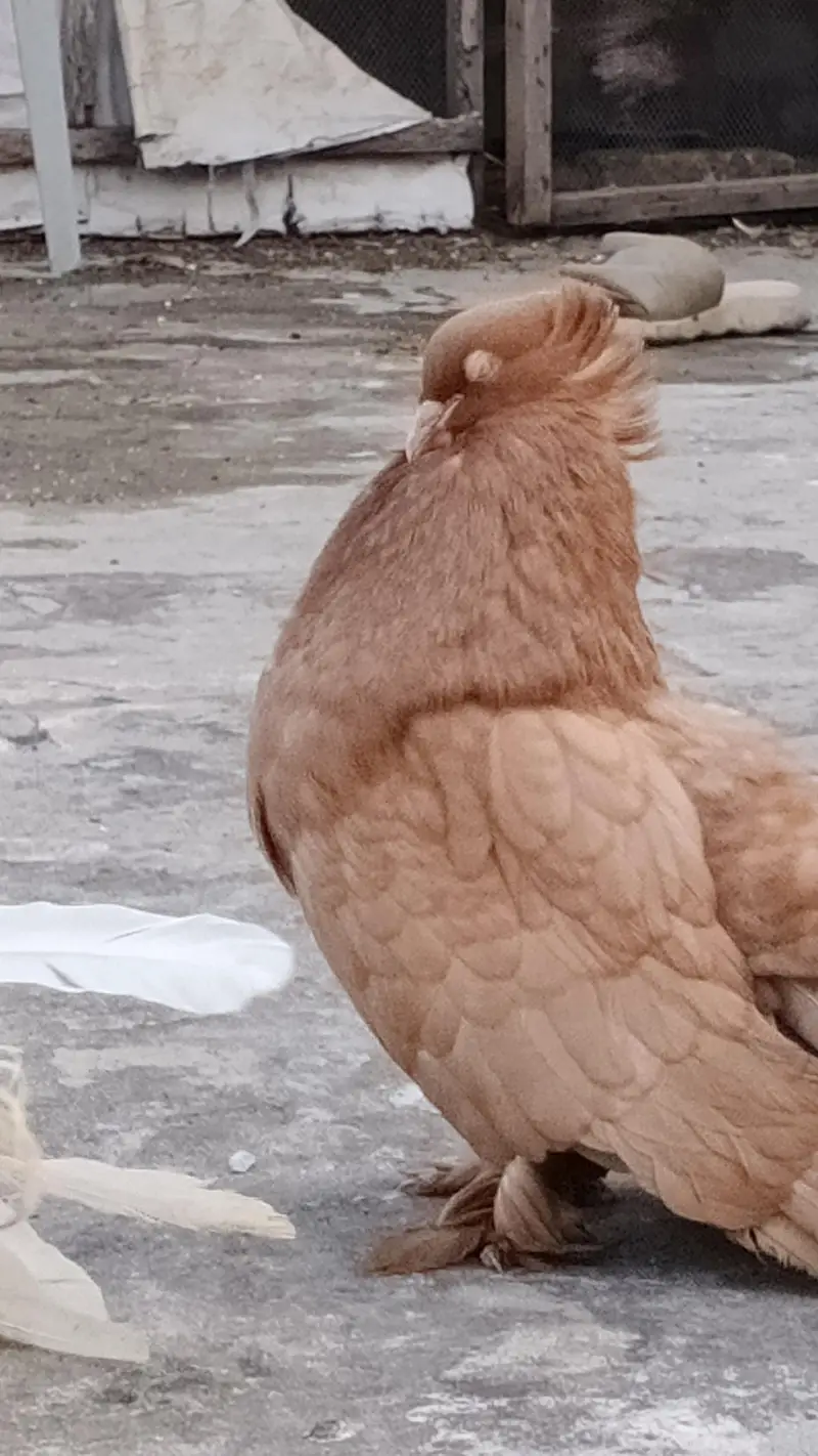 American Brown Fantail pigeon — photo 5