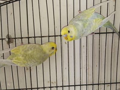 Rainbow Budies For Sale