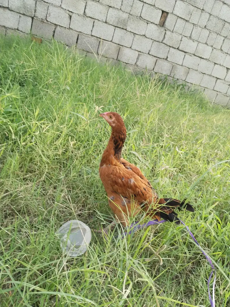 Aseel pathi / Aseel madi / Aseel murgi / murgi for sale — photo 2