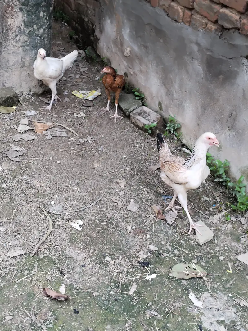 Aseel pathi / Aseel madi / Aseel murgi / murgi for sale — photo 4