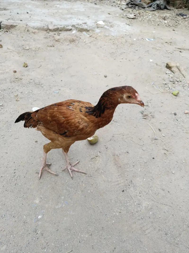 Aseel pathi / Aseel madi / Aseel murgi / murgi for sale — photo 5