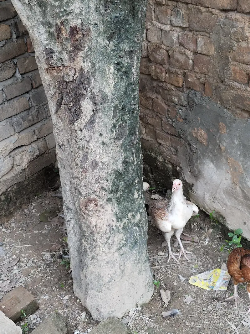 Aseel pathi / Aseel madi / Aseel murgi / murgi for sale — photo 6