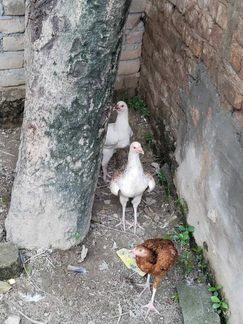 Aseel pathi / Aseel madi / Aseel murgi / murgi for sale — photo 8
