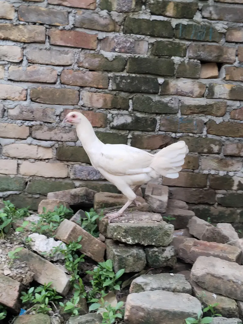 Aseel pathi / Aseel madi / Aseel murgi / murgi for sale — photo 9