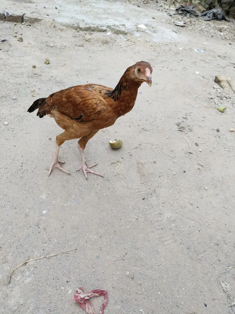 Aseel pathi / Aseel madi / Aseel murgi / murgi for sale — photo 10