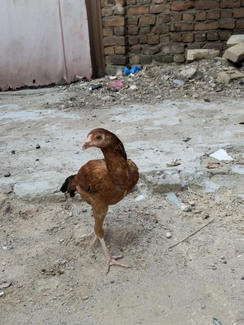 Aseel pathi / Aseel madi / Aseel murgi / murgi for sale — photo 11
