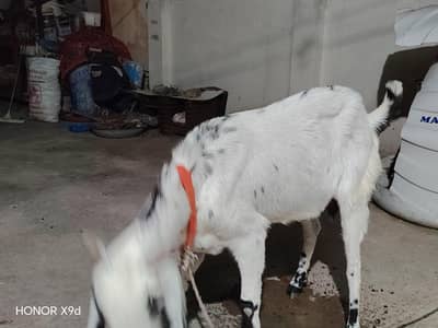 Full size beetal cross bakri for sale