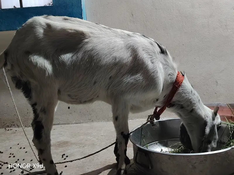 Full size beetal cross bakri for sale — photo 2