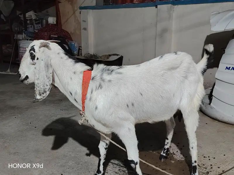 Full size beetal cross bakri for sale — photo 3