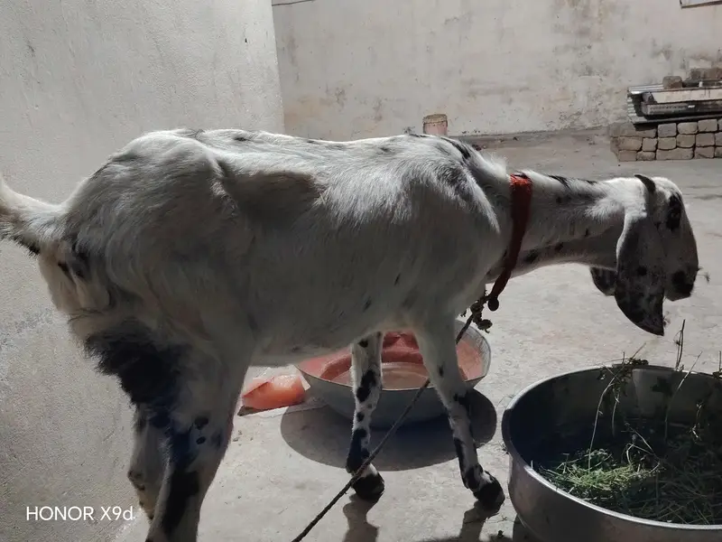 Full size beetal cross bakri for sale — photo 4