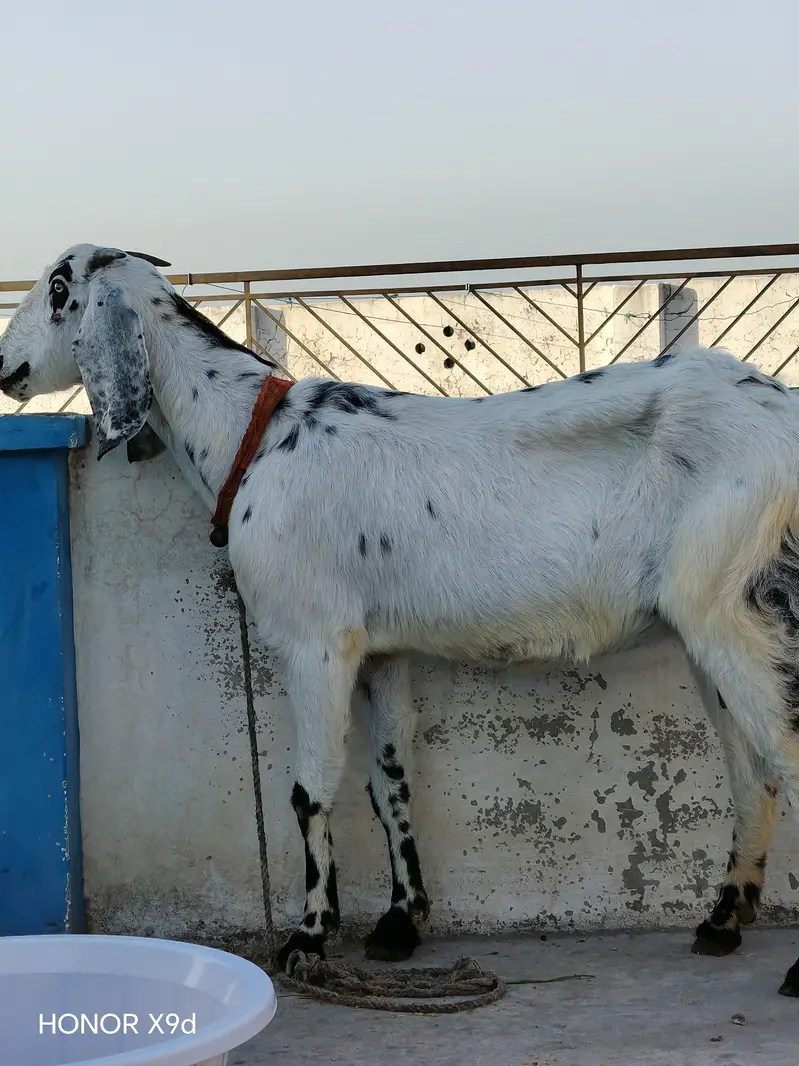 Full size beetal cross bakri for sale — photo 5