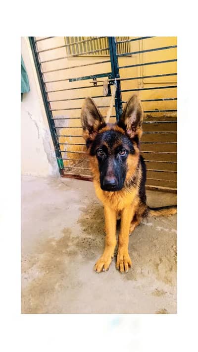 German shepherd pupp