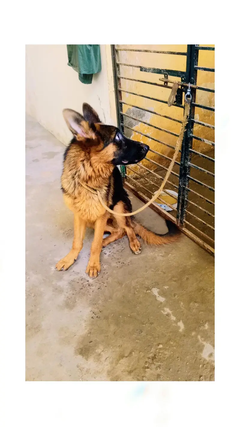 German shepherd pupp — photo 2