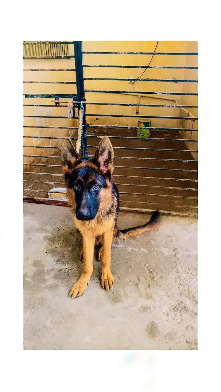German shepherd pupp — photo 3