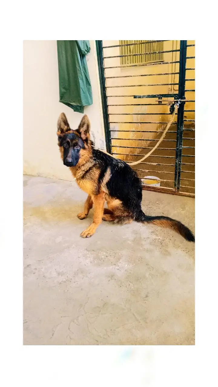 German shepherd pupp — photo 4